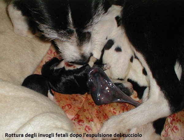 [dogs-puppies-Welsh-border-Collie-cross-with-mother-including-birth-15-AL%255B4%255D.jpg]