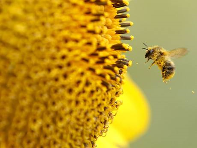 A bee pollinates a sunflower. The European Union voted for a ban on neonicotinoid nerve-agent pesticides blamed for the dramatic decline global bee populations. Photo: Independent