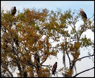 12 - Five Eagles in same tree