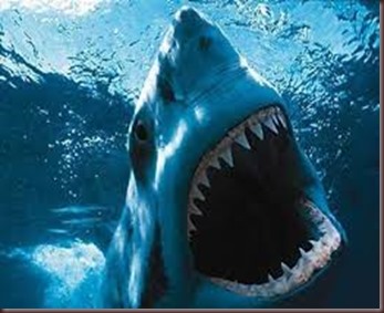 Amazing Animals Pictures White Shark (3)
