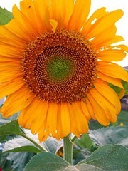 sunflower_thumb1