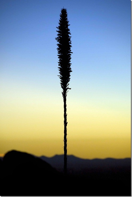 Rockhound Plant