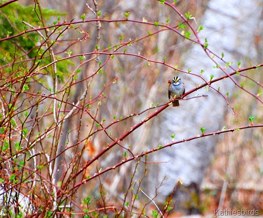 5. White-throated sparrow-kab