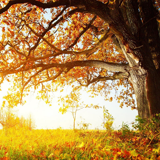 Hd-170692-ascw170692