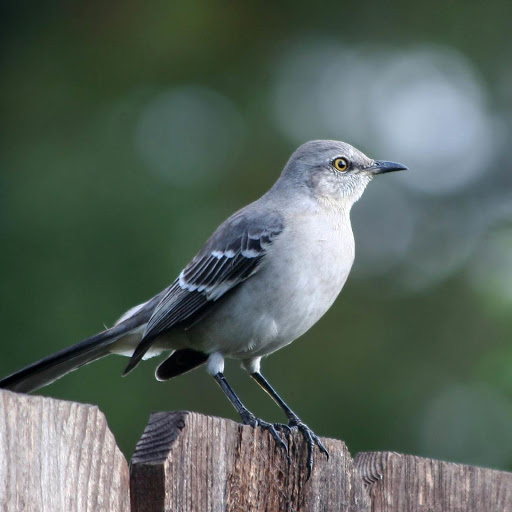 Hd-178007-ascw178007