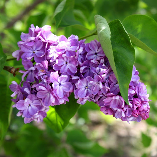 Hd-160725-ascw160725