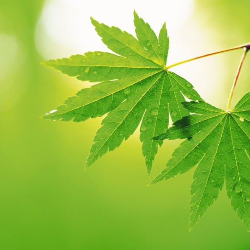 Hd-150120-ascw150120