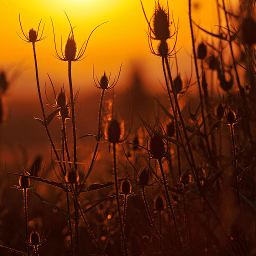 Hd-137942-ascw137942