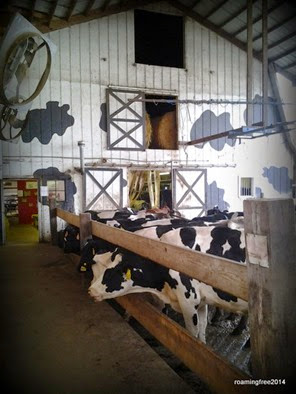 The waiting line for the milking barn