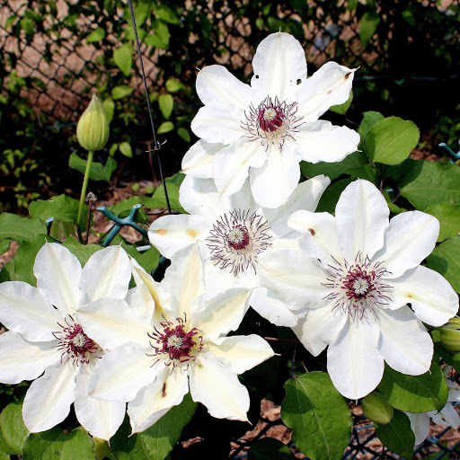 Hd-177988-ascw177988