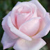 DA 35mm F2.8 Macro
