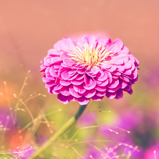 Hd-186338-ascw186338