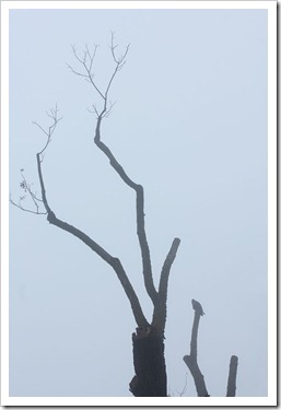 111220_fog tree
