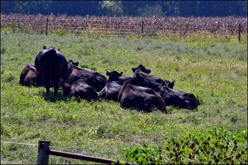 napping cows in the sun