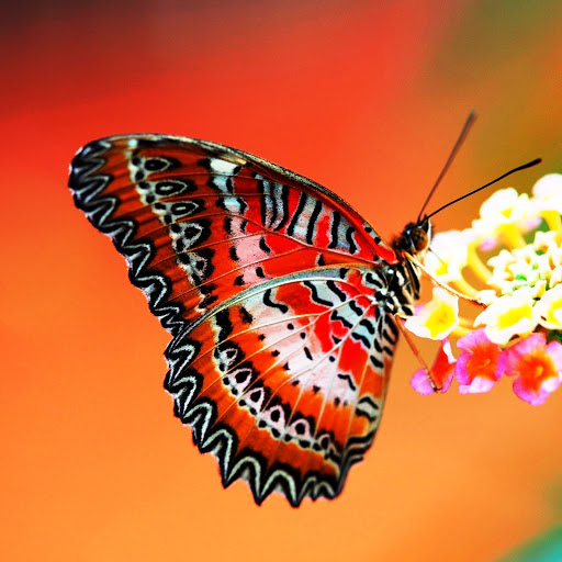 Hd-145855-ascw145855