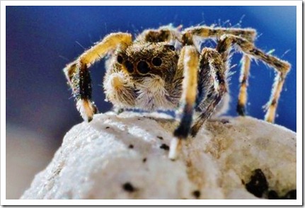 ARKive image GES074071 - Himalayan jumping spider