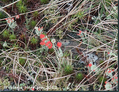 4-lichen Cladonia diversa