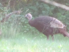 turkey1