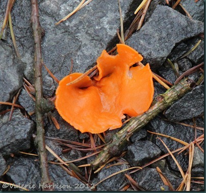 34-Orange Peel Fungus (Aleuria aurantia)