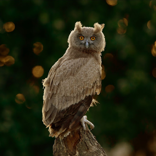 Hd-141132-ascw141132