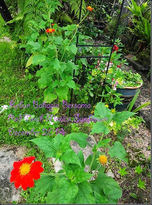 Red Torch Mexico Sunflower biji benih dari kebun bahagia bersama