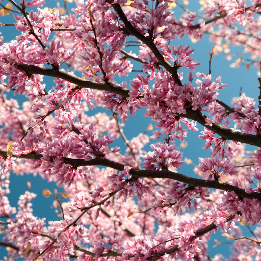 Hd-186070-ascw186070