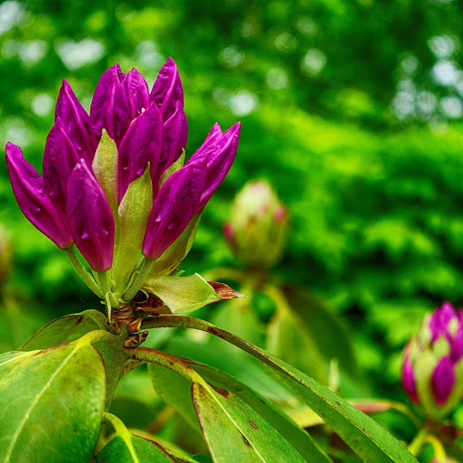 Hd-155999-ascw155999