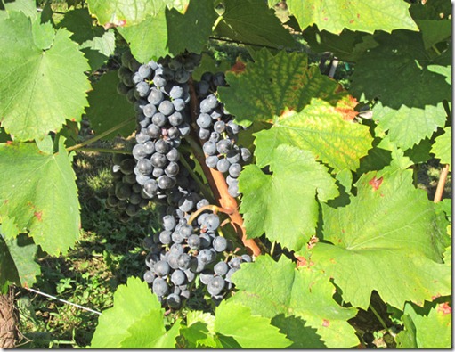 Clusters of St. Croix grapes ready to pick