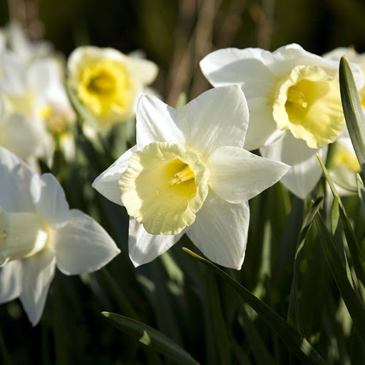 Hd-174218-ascw174218