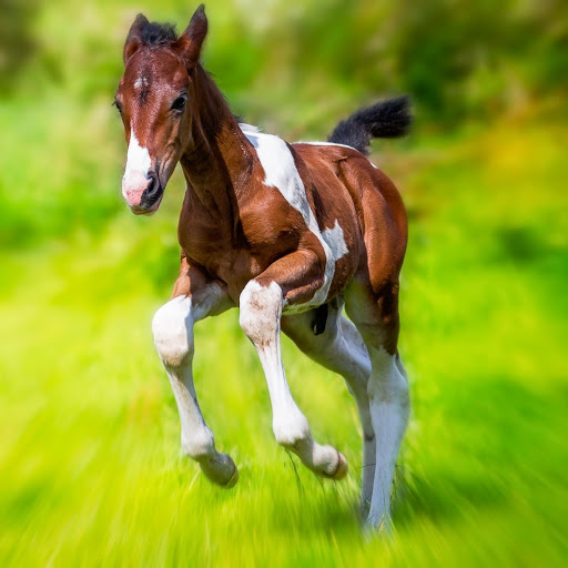 Hd-190599-ascw190599