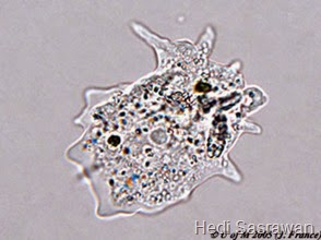 4 Klasifikasi Protista Mirip Hewan (Protozoa)  Hedi Sasrawan