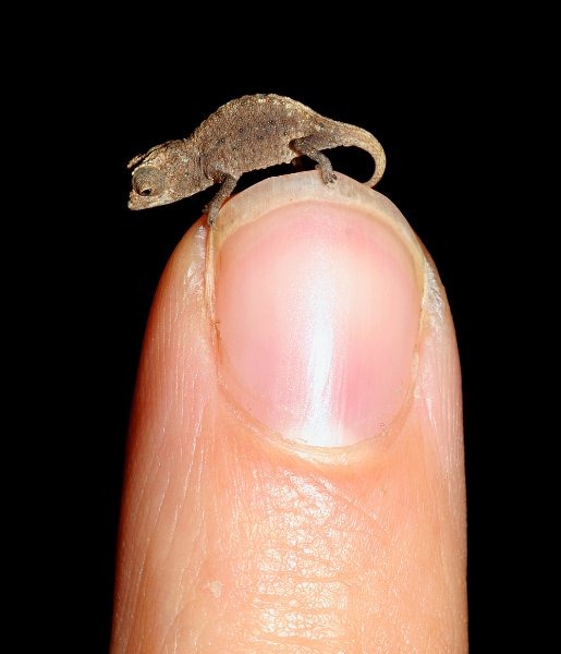 tiny-chameleon-2