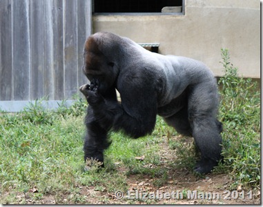 This is a Silverbacked Gorilla.