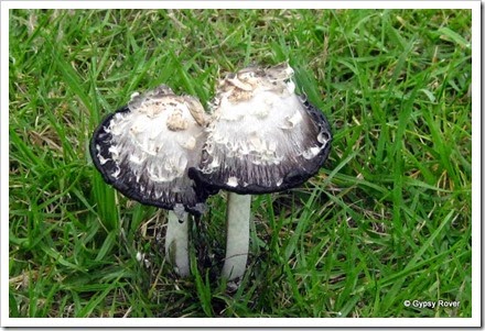 Mushrooms or toadstools?