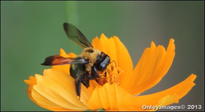bee on coreopsis0821 (16)