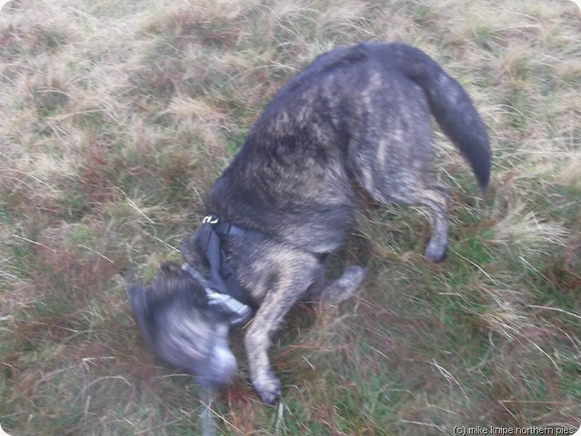 bruno tries to dry himself on the grass