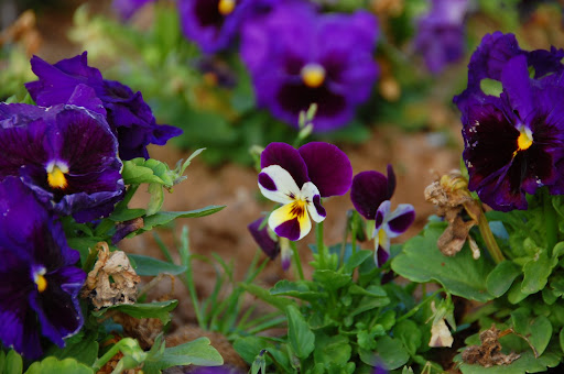 CÃ¢mera fotogrÃ¡fica pinhole de lata  (experiÃªncia de fÃ­sica) - How to make pinhole camera