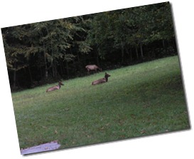 Elk resting in a meadow