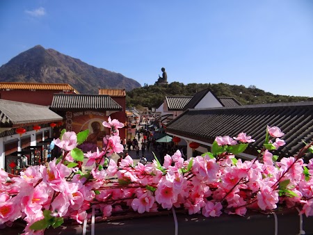 Flori pe Lantau
