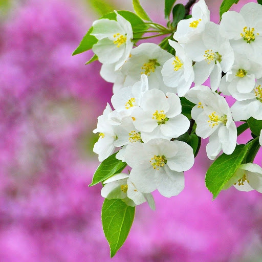 Hd-136866-ascw136866