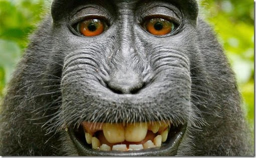 Si un mono se hace un Selfie ¿quién es el propietario de la foto?