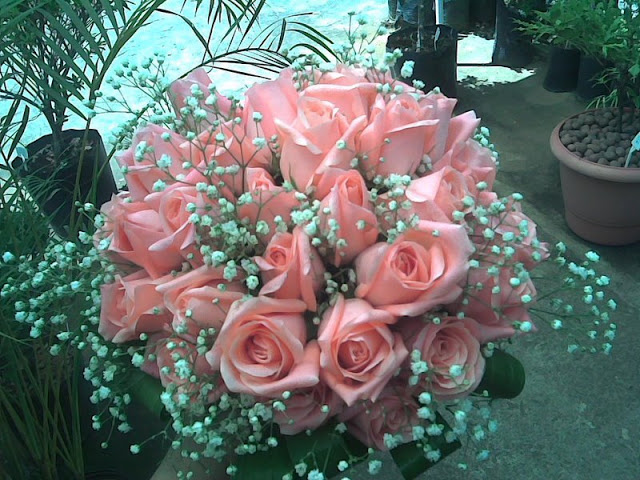 rosa4.jpg