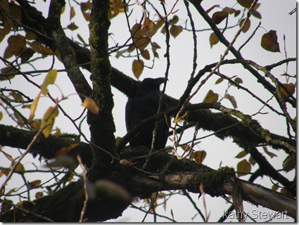 Raven in eagle tree