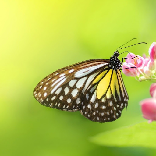 Hd-150511-ascw150511