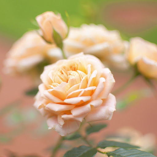 Hd-150632-ascw150632