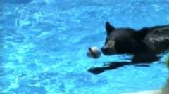 Bear in Pool