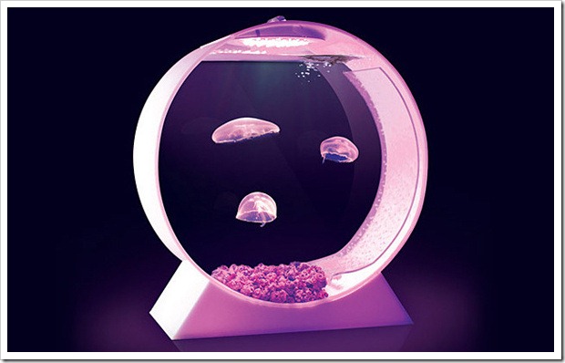 jellyfish-tank