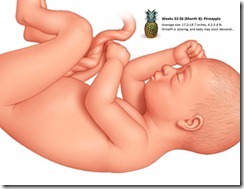 Fetal Size Chart wk33-36