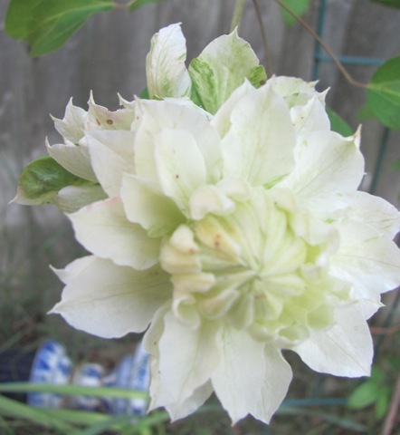 [clematis%2520white%2520double%25202013%2520odd%2520one%2520front%2520view%255B3%255D.jpg]