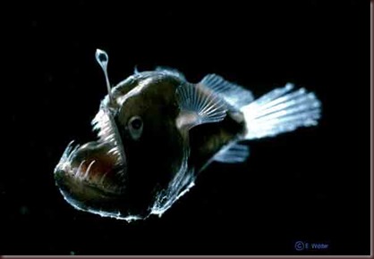 Amazing Animals Pictures Angler Fish (5)